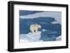 Male Polar Bear (Ursus Maritimus) with Blood on His Nose on Ice Floes and Blue Water-G&M Therin-Weise-Framed Photographic Print