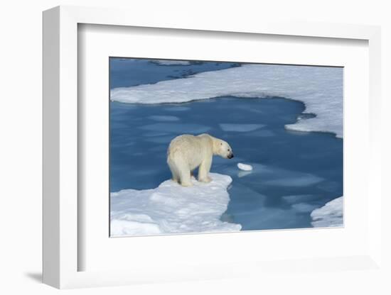 Male Polar Bear (Ursus Maritimus) with Blood on His Nose on Ice Floes and Blue Water-G&M Therin-Weise-Framed Photographic Print