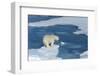 Male Polar Bear (Ursus Maritimus) with Blood on His Nose on Ice Floes and Blue Water-G&M Therin-Weise-Framed Photographic Print