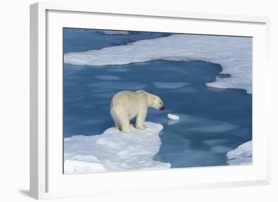 Male Polar Bear (Ursus Maritimus) with Blood on His Nose on Ice Floes and Blue Water-G&M Therin-Weise-Framed Photographic Print