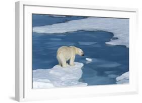 Male Polar Bear (Ursus Maritimus) with Blood on His Nose on Ice Floes and Blue Water-G&M Therin-Weise-Framed Photographic Print