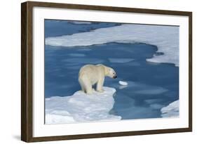 Male Polar Bear (Ursus Maritimus) with Blood on His Nose on Ice Floes and Blue Water-G&M Therin-Weise-Framed Photographic Print