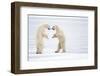 Male Polar bears standing on hind legs, Churchill, Canada-Danny Green-Framed Photographic Print