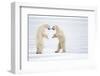 Male Polar bears standing on hind legs, Churchill, Canada-Danny Green-Framed Photographic Print