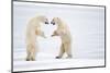 Male Polar bears standing on hind legs, Churchill, Canada-Danny Green-Mounted Photographic Print