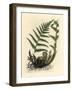 Male Polypody Fern, Polypodium Filix Mas-James Sowerby-Framed Giclee Print