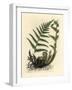 Male Polypody Fern, Polypodium Filix Mas-James Sowerby-Framed Giclee Print