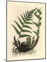 Male Polypody Fern, Polypodium Filix Mas-James Sowerby-Mounted Giclee Print