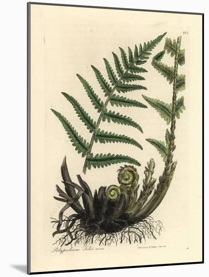 Male Polypody Fern, Polypodium Filix Mas-James Sowerby-Mounted Giclee Print