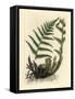 Male Polypody Fern, Polypodium Filix Mas-James Sowerby-Framed Stretched Canvas