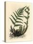 Male Polypody Fern, Polypodium Filix Mas-James Sowerby-Stretched Canvas