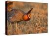 Male Prairie Chickens at Lek in Loup County, Nebraska, USA-Chuck Haney-Stretched Canvas