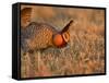 Male Prairie Chickens at Lek in Loup County, Nebraska, USA-Chuck Haney-Framed Stretched Canvas