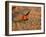 Male Prairie Chickens at Lek in Loup County, Nebraska, USA-Chuck Haney-Framed Premium Photographic Print