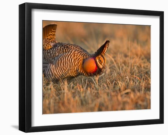 Male Prairie Chickens at Lek in Loup County, Nebraska, USA-Chuck Haney-Framed Premium Photographic Print