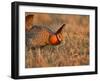 Male Prairie Chickens at Lek in Loup County, Nebraska, USA-Chuck Haney-Framed Premium Photographic Print