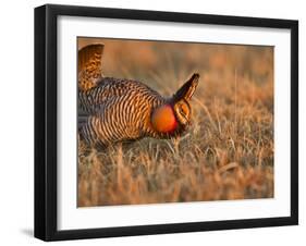 Male Prairie Chickens at Lek in Loup County, Nebraska, USA-Chuck Haney-Framed Premium Photographic Print
