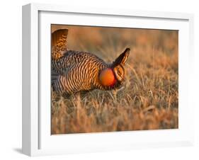 Male Prairie Chickens at Lek in Loup County, Nebraska, USA-Chuck Haney-Framed Premium Photographic Print