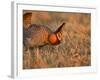 Male Prairie Chickens at Lek in Loup County, Nebraska, USA-Chuck Haney-Framed Photographic Print