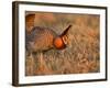 Male Prairie Chickens at Lek in Loup County, Nebraska, USA-Chuck Haney-Framed Photographic Print