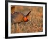 Male Prairie Chickens at Lek in Loup County, Nebraska, USA-Chuck Haney-Framed Photographic Print