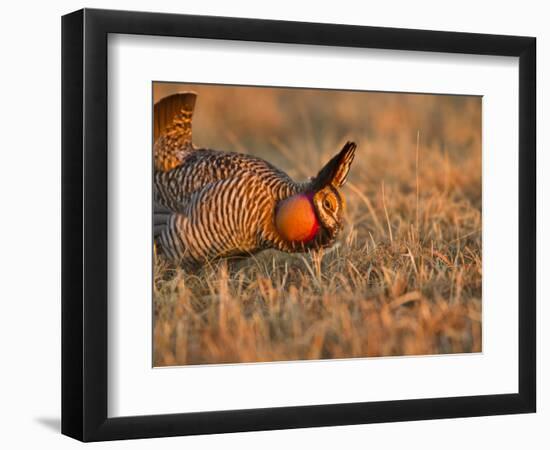 Male Prairie Chickens at Lek in Loup County, Nebraska, USA-Chuck Haney-Framed Photographic Print