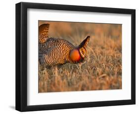 Male Prairie Chickens at Lek in Loup County, Nebraska, USA-Chuck Haney-Framed Photographic Print