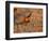 Male Prairie Chickens at Lek in Loup County, Nebraska, USA-Chuck Haney-Framed Photographic Print