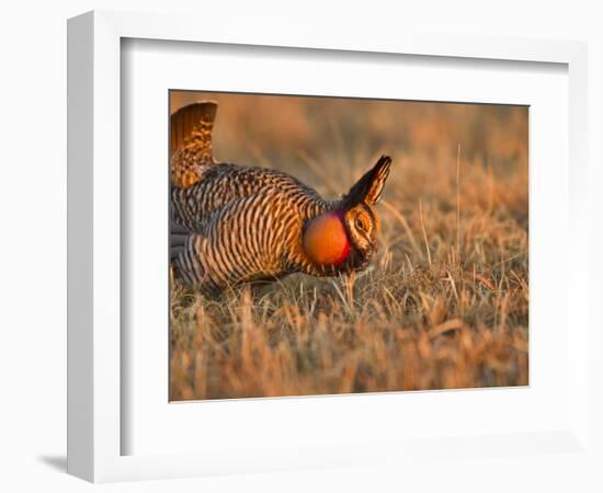 Male Prairie Chickens at Lek in Loup County, Nebraska, USA-Chuck Haney-Framed Photographic Print