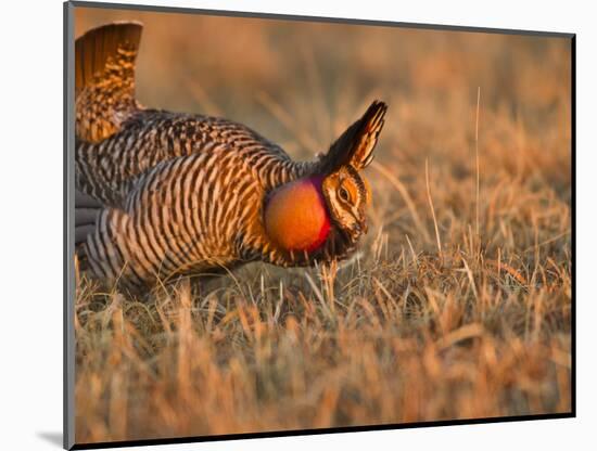 Male Prairie Chickens at Lek in Loup County, Nebraska, USA-Chuck Haney-Mounted Photographic Print