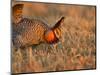 Male Prairie Chickens at Lek in Loup County, Nebraska, USA-Chuck Haney-Mounted Photographic Print