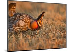 Male Prairie Chickens at Lek in Loup County, Nebraska, USA-Chuck Haney-Mounted Photographic Print