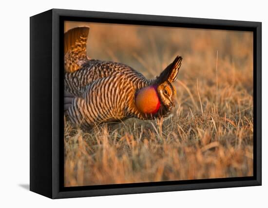 Male Prairie Chickens at Lek in Loup County, Nebraska, USA-Chuck Haney-Framed Stretched Canvas