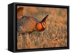 Male Prairie Chickens at Lek in Loup County, Nebraska, USA-Chuck Haney-Framed Stretched Canvas