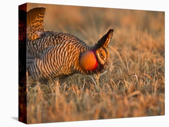 Male Prairie Chickens at Lek in Loup County, Nebraska, USA-Chuck Haney-Stretched Canvas