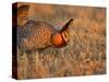 Male Prairie Chickens at Lek in Loup County, Nebraska, USA-Chuck Haney-Stretched Canvas