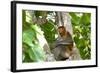 Male Proboscis Monkey (Narsalis Larvatus) Is-Louise Murray-Framed Photographic Print