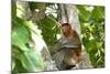 Male Proboscis Monkey (Narsalis Larvatus) Is-Louise Murray-Mounted Photographic Print