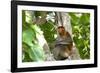 Male Proboscis Monkey (Narsalis Larvatus) Is-Louise Murray-Framed Photographic Print