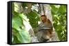 Male Proboscis Monkey (Narsalis Larvatus) Is-Louise Murray-Framed Stretched Canvas