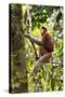 Male Proboscis Monkey (Narsalis Larvatus) Is-Louise Murray-Stretched Canvas