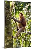 Male Proboscis Monkey (Narsalis Larvatus) Is-Louise Murray-Mounted Photographic Print
