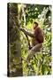 Male Proboscis Monkey (Narsalis Larvatus) Is-Louise Murray-Stretched Canvas