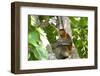 Male Proboscis Monkey (Narsalis Larvatus) Is-Louise Murray-Framed Photographic Print