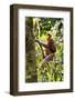 Male Proboscis Monkey (Narsalis Larvatus) Is-Louise Murray-Framed Photographic Print