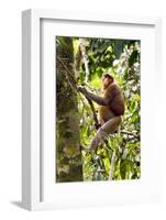 Male Proboscis Monkey (Narsalis Larvatus) Is-Louise Murray-Framed Photographic Print