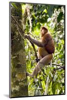 Male Proboscis Monkey (Narsalis Larvatus) Is-Louise Murray-Mounted Photographic Print