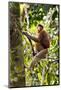 Male Proboscis Monkey (Narsalis Larvatus) Is-Louise Murray-Mounted Photographic Print
