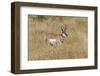 Male Pronghorn, Grand Teton National Park, Wyoming-Adam Jones-Framed Photographic Print