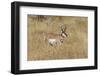 Male Pronghorn, Grand Teton National Park, Wyoming-Adam Jones-Framed Photographic Print